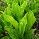 Convallaria majalis variegated (albostriata)