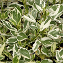 Cornus stolonifera 'Silver and Gold'