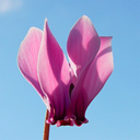 Cyclamen hederifolium