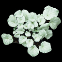 Cyclamen hederifolium pure silver leaf