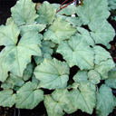 Cyclamen hederifolium silver leaf with markings