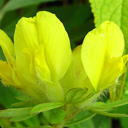 Cytisus austraicus