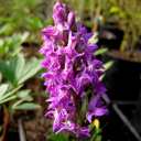 Dactylorhiza majalis