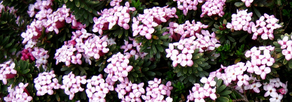 Daphne