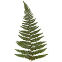 Dennstaedtia punctiloba Haysented Fern Qty 24