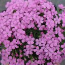 Dianthus gratiopolitanus 'Tiny Rubies'