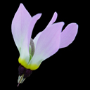 Dodecatheon jeffreyi Ratko 98-209