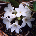Epigea repens*