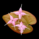 Epimedium grandiflorum v. violaceum 'Bronze Maiden'