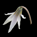 Erythronium albidum