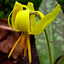 Erythronium americanum