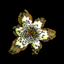 Ferraria crispa