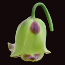 Fritillaria bucharica