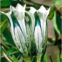 Gentiana purdomii