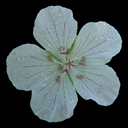 Geranium meeboldii