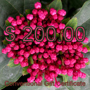 $200.00 Conventional Gift Certificate