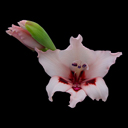 Gladiolus carneus