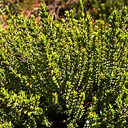 Hebe loganoides