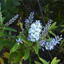 Hebe recurva