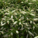 Hebe salicifolia