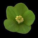 Helleborus multifidus