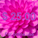 $25.00 On Line Gift Certificate