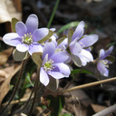 Hepatica americana