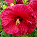 Hibiscus 'Jazzberry Jam'