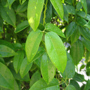 Holboellia fargesii DJHC 506