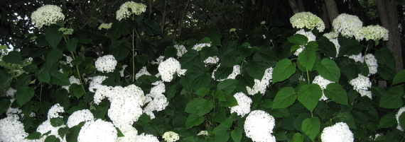 Hydrangea