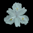 Iris confusa
