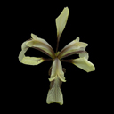 Iris foetidissima