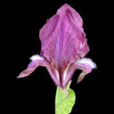 Iris suaveolens v. rubromarginata