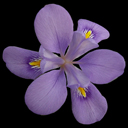 Iris verna