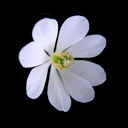 Jeffersonia diphylla