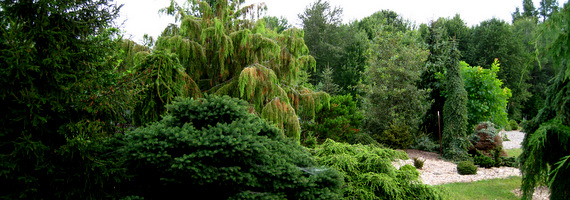 Ephedra - Ginkgo - Juniper