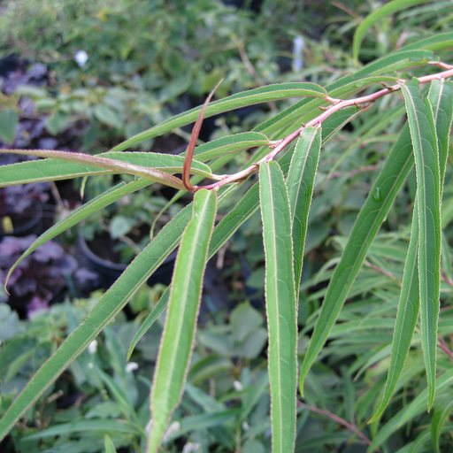 Stachyurus salicifolia - Click Image to Close
