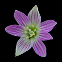Lewisia pygmaea