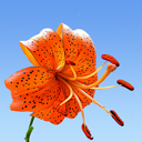 Lilium davidii wilmonttiae