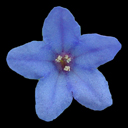 Lithodora diffusa 'Grace Ward'