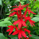 Lobelia cardinale Arrowhead Form