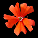 Lychnis miqueliana