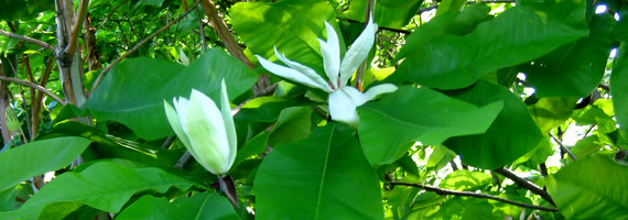 Magnolia