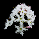 Menyanthes trifoliata