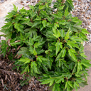 Morus rubra super dwarf ex Tony