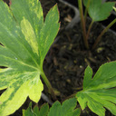 Mukdenia rossii 'Starstream'