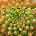 $25.00 Conventional Gift Certificate