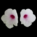 Pandorea jasminoides
