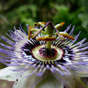 Passiflora caerulea