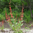 Penstemon eatonii
